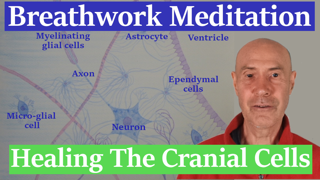 1.5 cranial 2a yt 