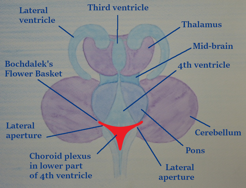 Front view of Central brain complex plus chloride plexus