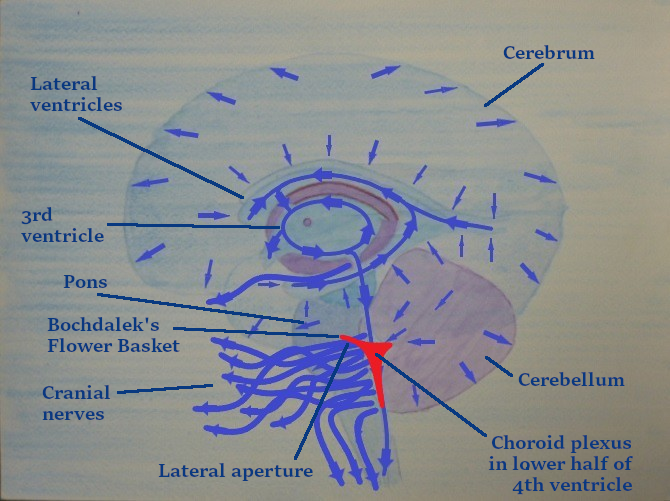 Cranial sea flow and cranial nerves