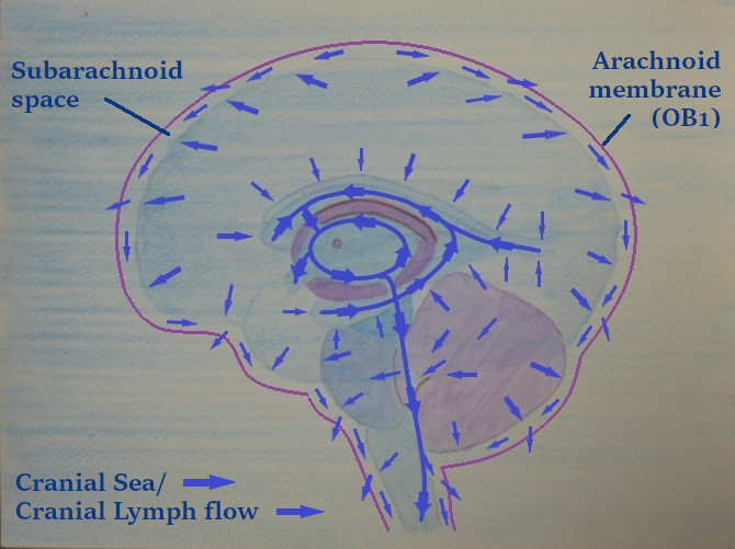  Cranial sea flow