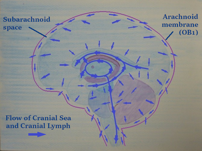  Flow of cranial sea and cranial lymph in cranium