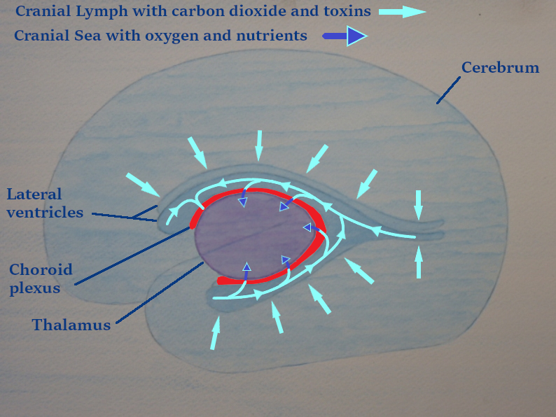 Ventricles and thalamus inside the cerebrum