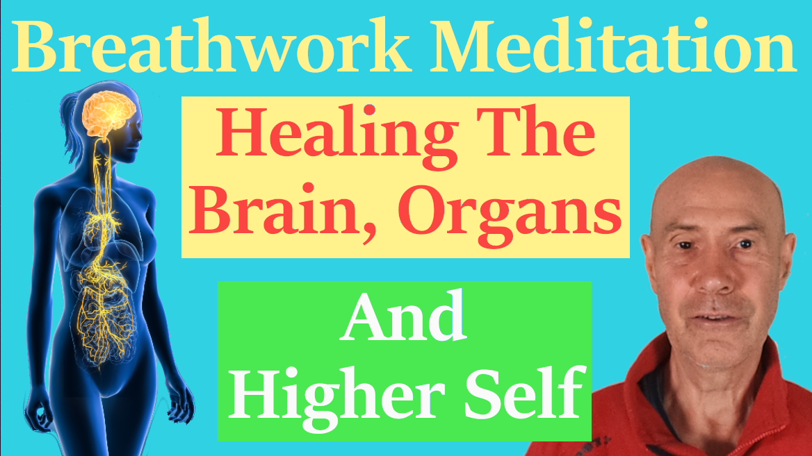 bg brain organs 2 